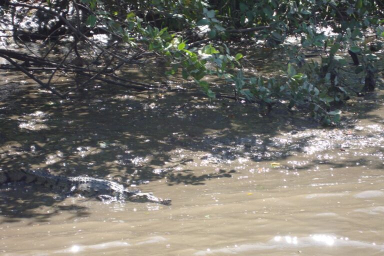 תנינים רעבים מכל עבר