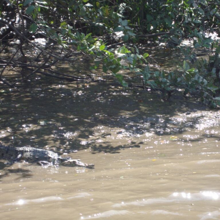 תנינים רעבים מכל עבר