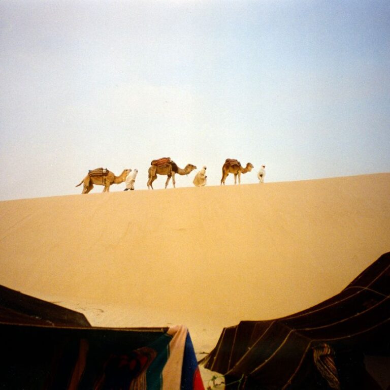 אורחת גמלים שהובאה במיוחד עבורנו בטוניס לקראת השקיעה, מתנה מהמארחים הטוניסאים הנכבדים