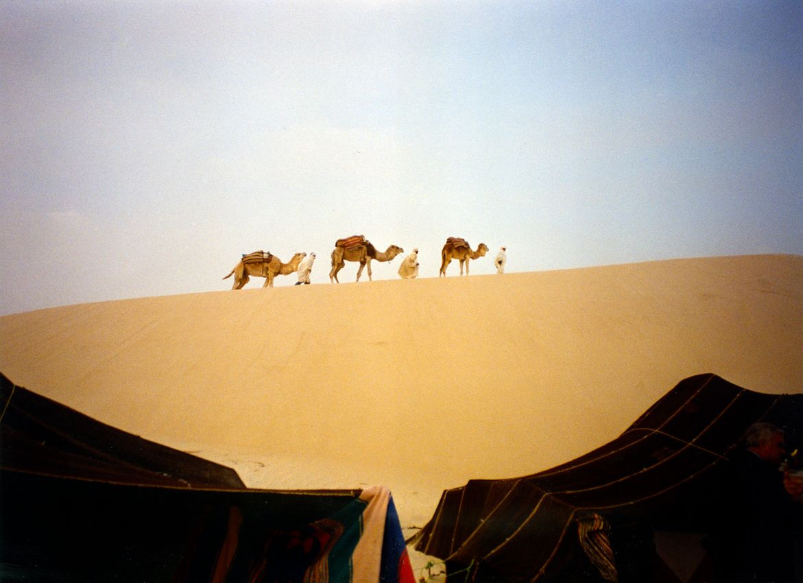 אורחת גמלים שהובאה במיוחד עבורנו בטוניס לקראת השקיעה, מתנה מהמארחים הטוניסאים הנכבדים