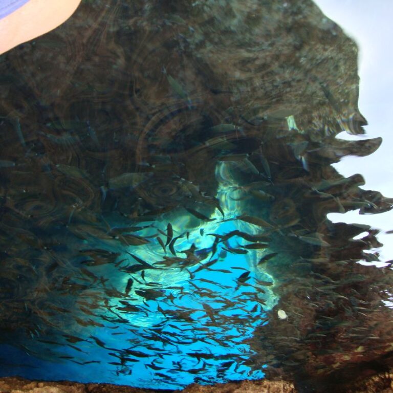 דגים מצוטפפים במערות בחוף הקרואטי