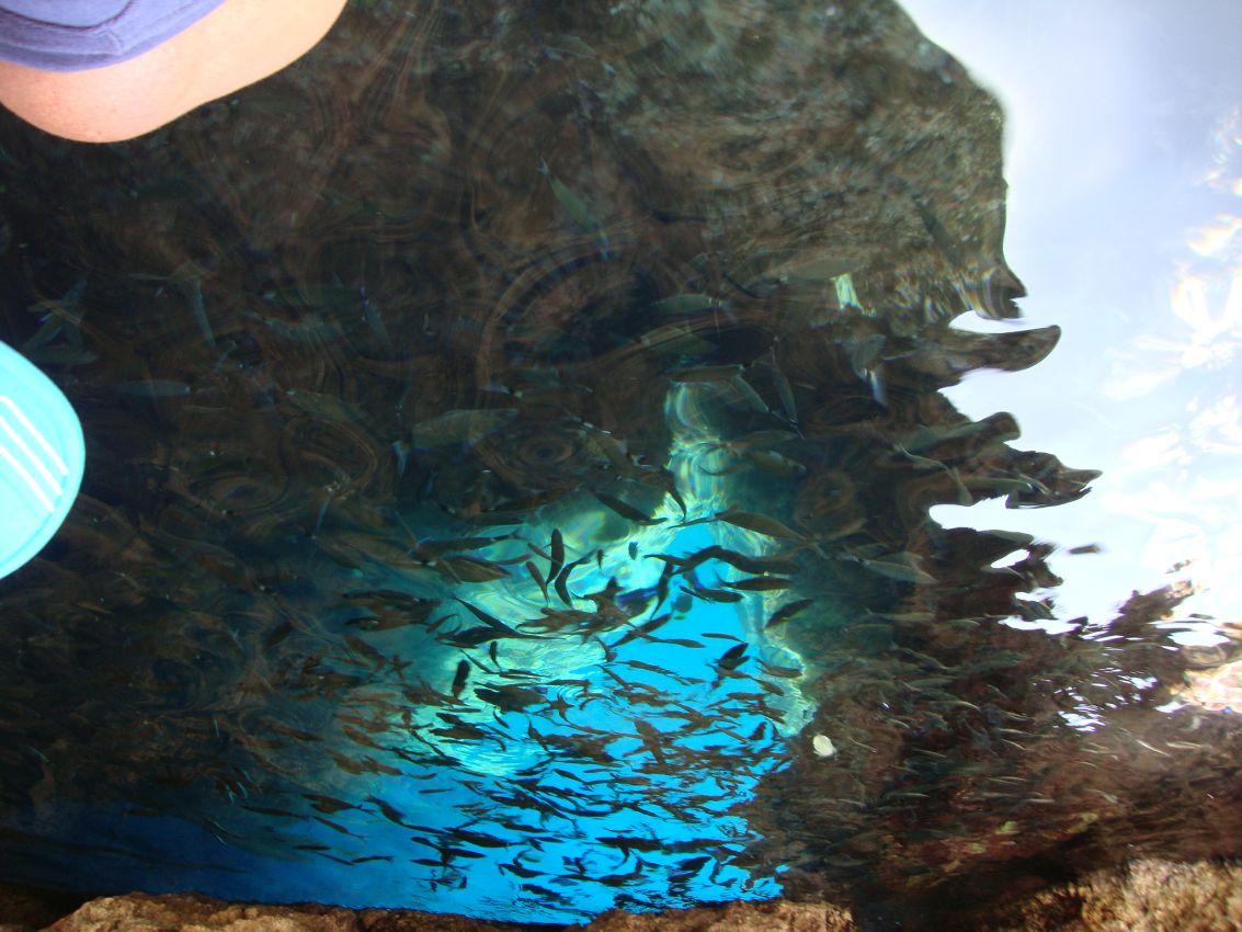 דגים מצוטפפים במערות בחוף הקרואטי