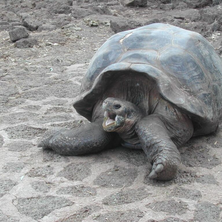 הצב "לונלי ג'ורג", בגלאפגוס