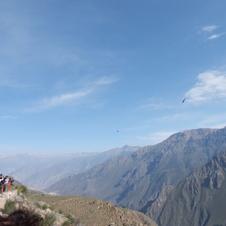 נשר הקונדור מעופף בגבהים בהרי האנדים-דרום אמריקה
