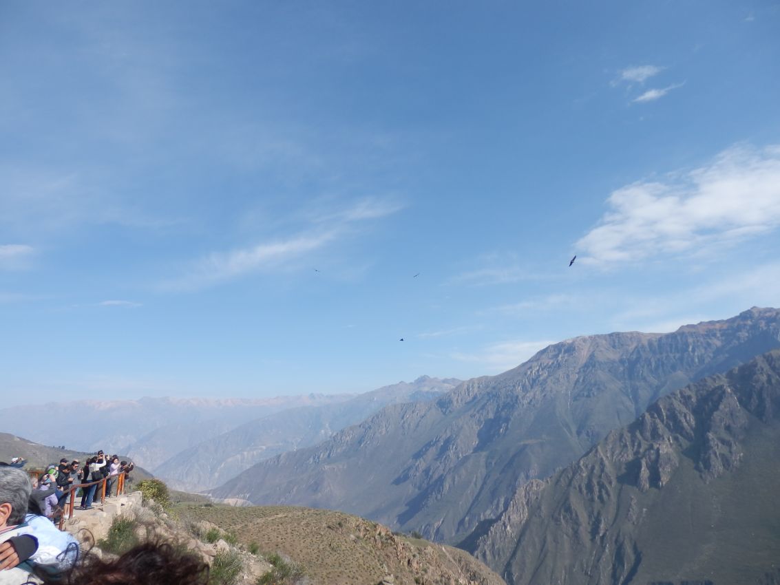 נשר הקונדור מעופף בגבהים בהרי האנדים-דרום אמריקה