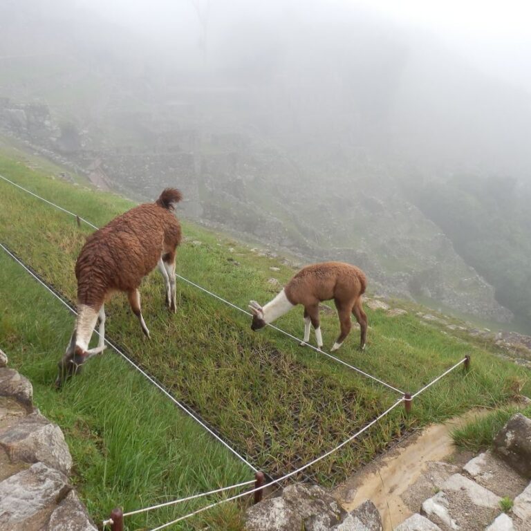 לאמות בדרך למאצ'ו פיצ'ו-