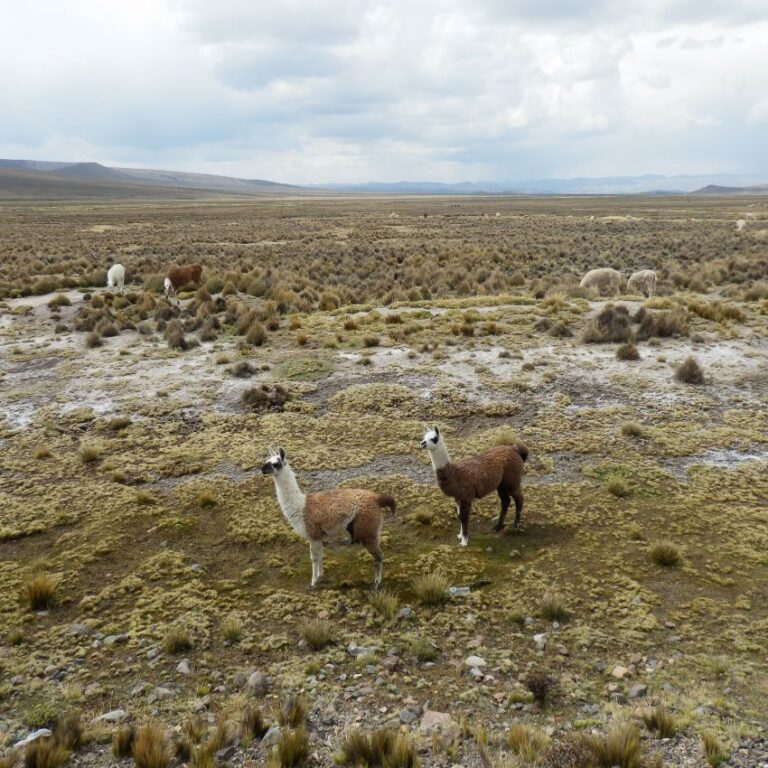לאמות רועות ברמת אטיטלן על הרי האנדים