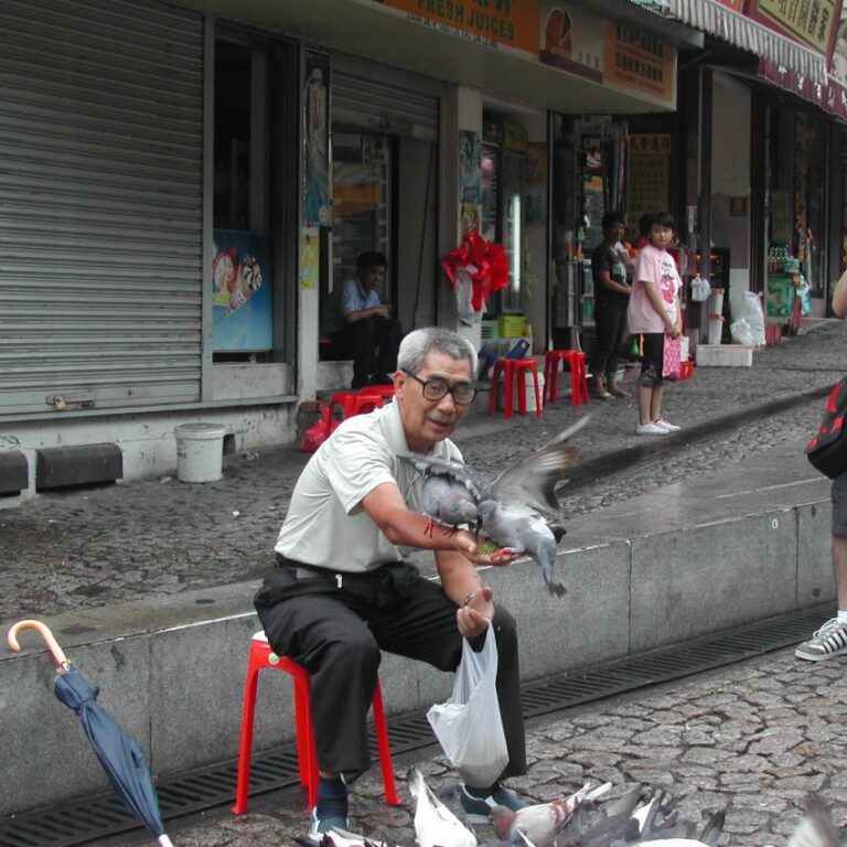 מאכיל היונים במאקאו