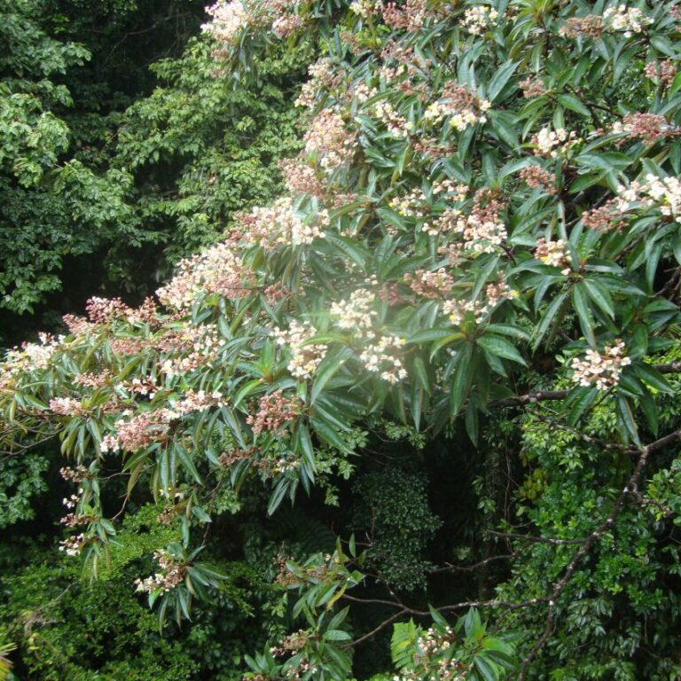 מראות הצמחייה המגוונת בג'ונגל