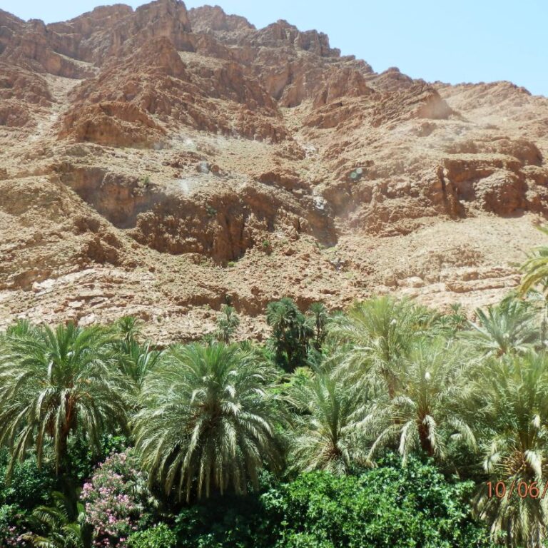 נווה מדבר בסהרה