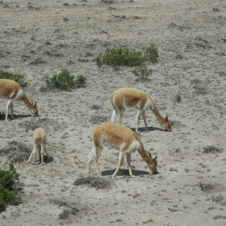 עדר של לאמות בהרי האנדים-