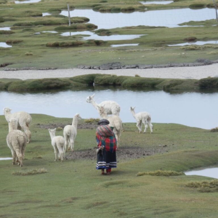 עדרי לאמות בגבהי הרי האנדים-