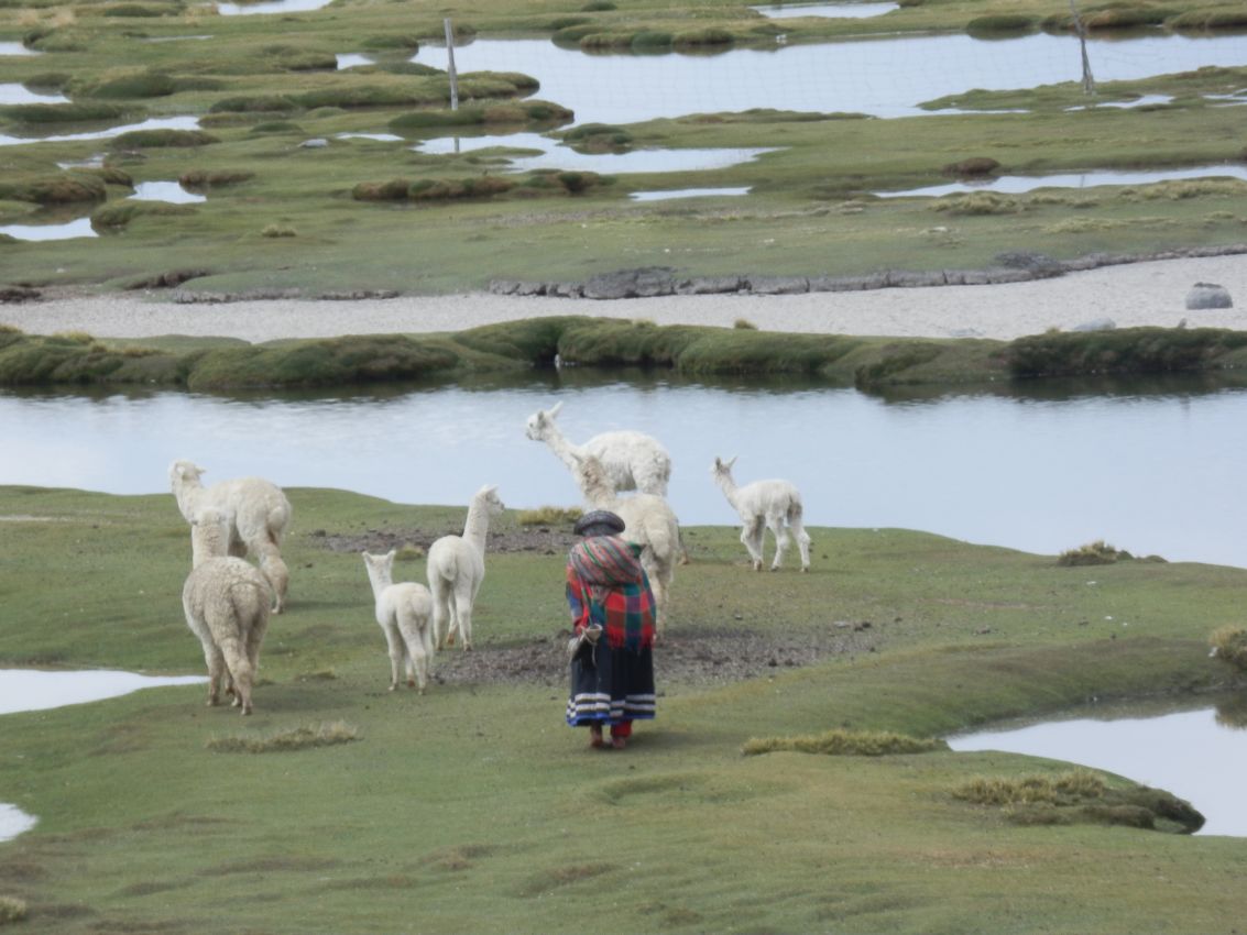 עדרי לאמות בגבהי הרי האנדים-