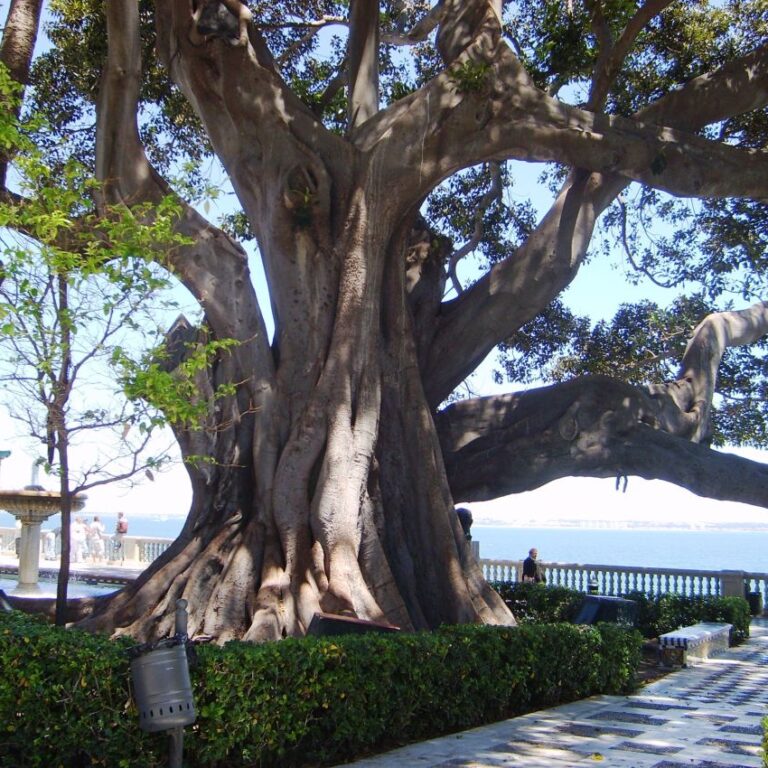 עץ עבות פורטוגזי