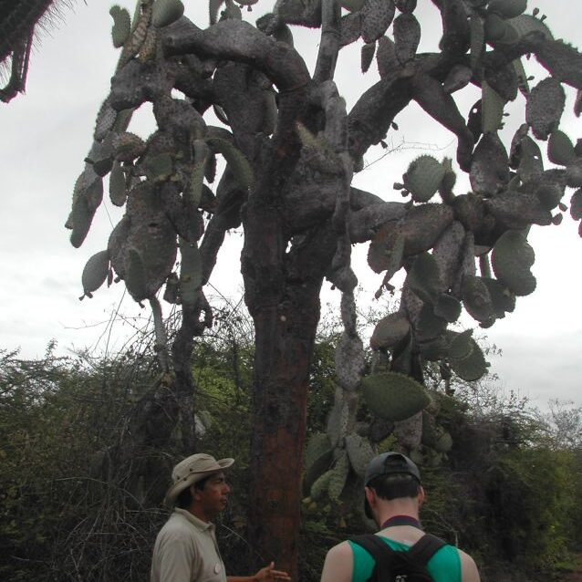 עץ קקטוס עליו צנחתי בגלאפגוס