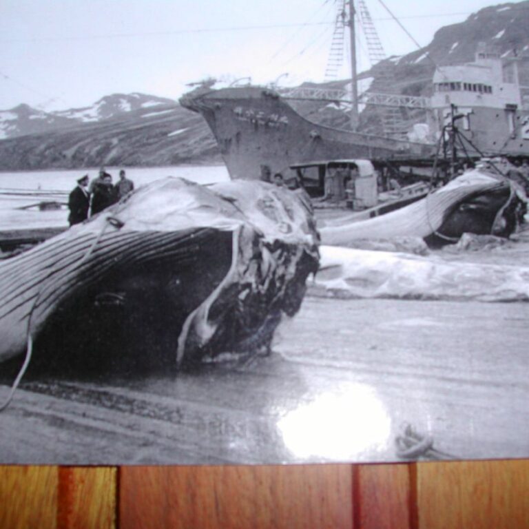 פוקלנד בתקופת ציד הלוויתנים