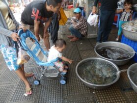 ילדון מתפעל מהשרצים