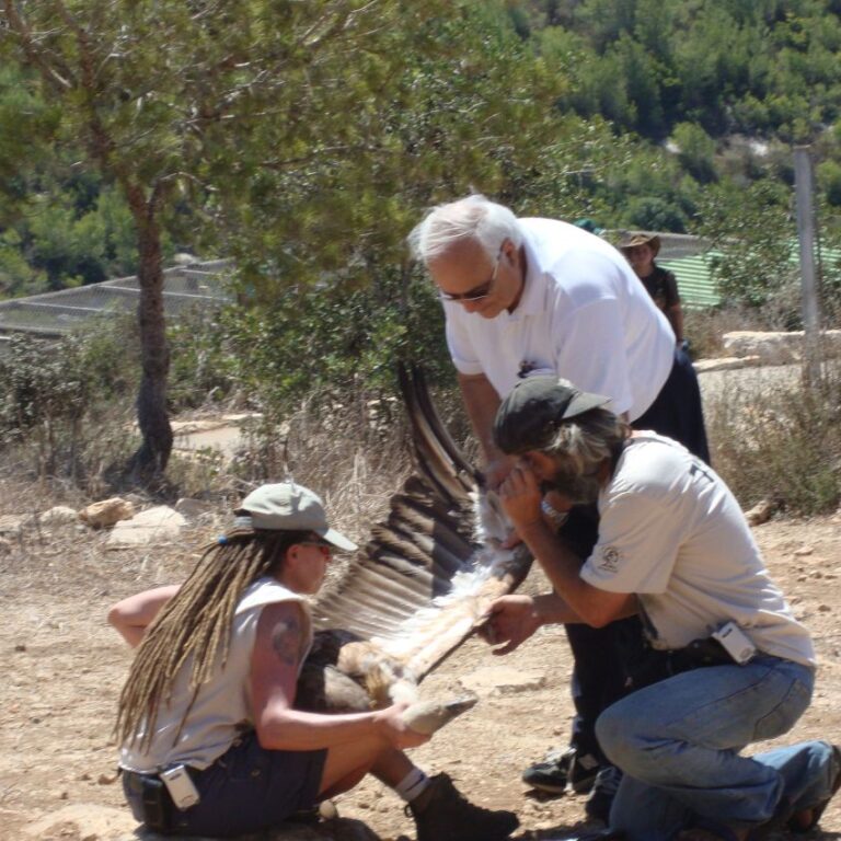 בודקים את כנפי הנשר לקראת החזרתו לטבע
