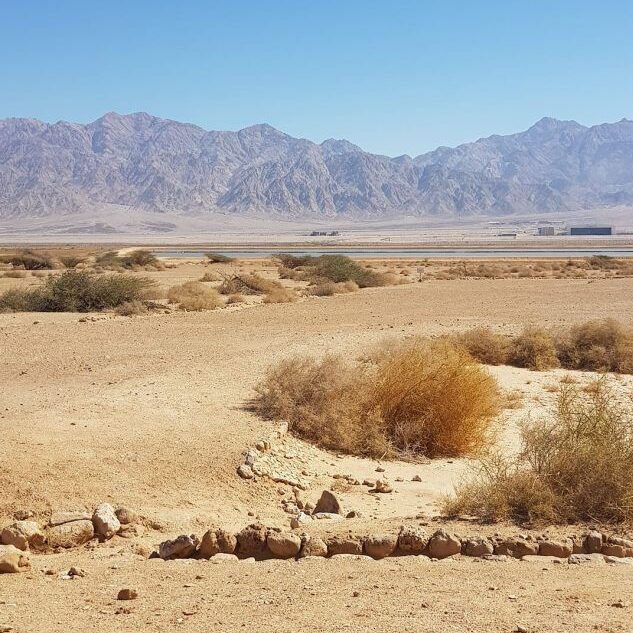 בריכות האצות בקיבוץ אילות שמבוקשות מאוד ביפן
