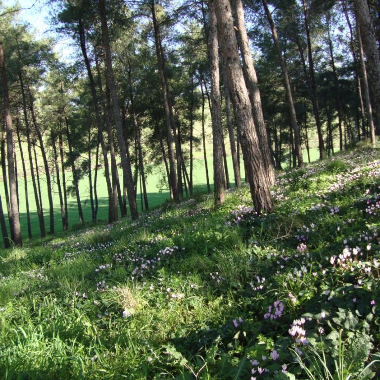 גבעת הרקפות