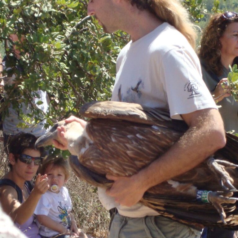 נשר בדרך לחופש
