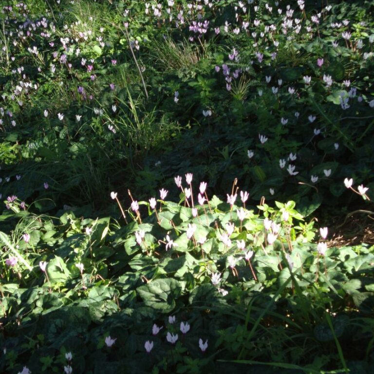 עונת הרקפות