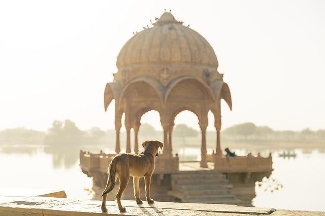 אילוסטרציה: כלב תועה בהודו
