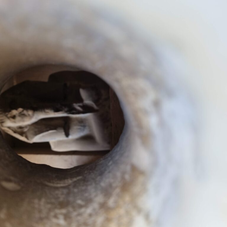 פסלו של פרעה צוסר שבנה את פירמידת המדרגות הראשונה בסקארה (מצרים) לפני כ-4800 שנה