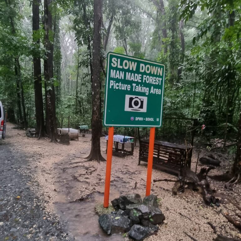 יער שניטע על ידי התושבים המקומיים -של עצי מהגוני באי בוהול בפיליפינים