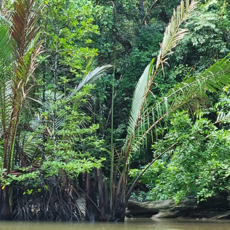 מראה הצמחיה הטרופית סביב הנהר התת קרקעי