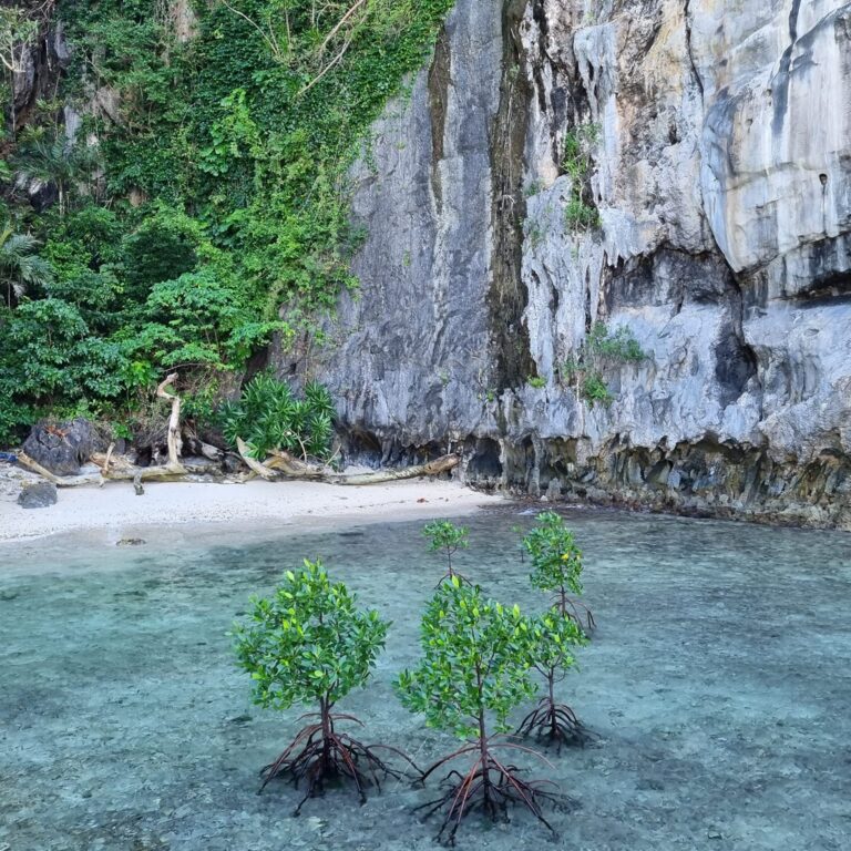 עצי מנגרובים שהתרגלו לגדול במי ים מלוחים