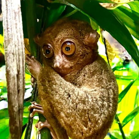 קופיף פיליפיני קוף אנדמ טרסייר בסכנת הכחדה