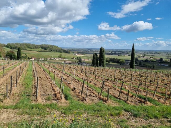 מראה הגפנים והיקבים בעמק הירוק והפורה המקיף את סנט אמיליון - שדות הענבים נמשכים עד אינסוף