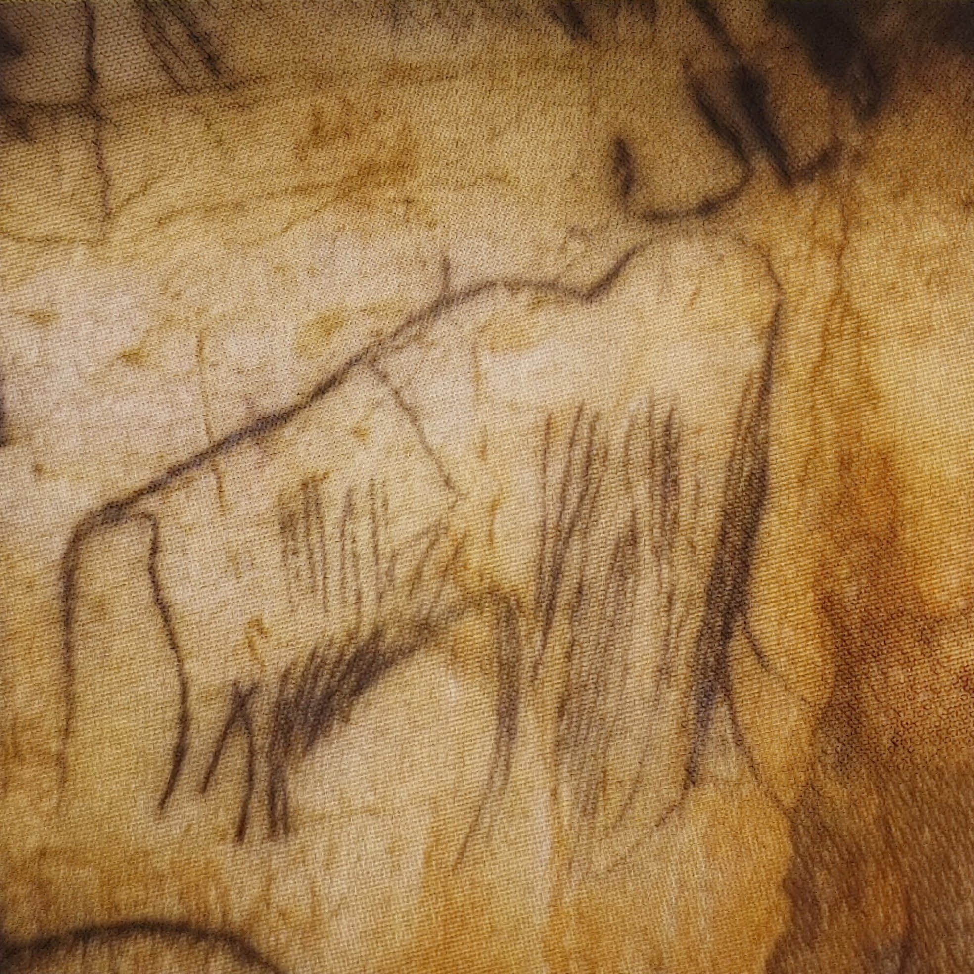ציורי קיר של ממוטות ובעלי חיים שצויירו ע''י האדם הקדמון לפני עשרות שנים במערת פש-מורל