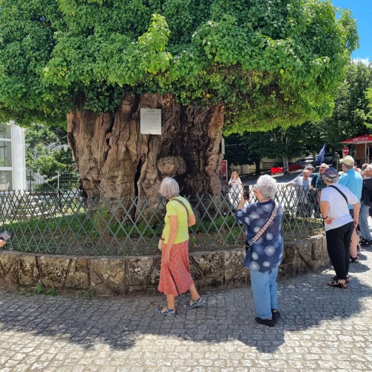 העץ שקוטרו כ 11 מטרים זקן ובא בימים