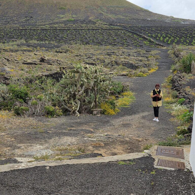 גידולי גפנים בתוך שקעים באדמה הוולקאנית כדי לשמור על הלחות בעזרת האפר הוולקאני