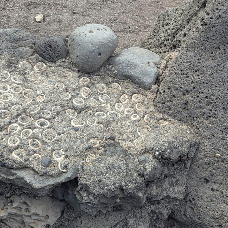 הלאבה כיסתה בעלי חיים וצדפות