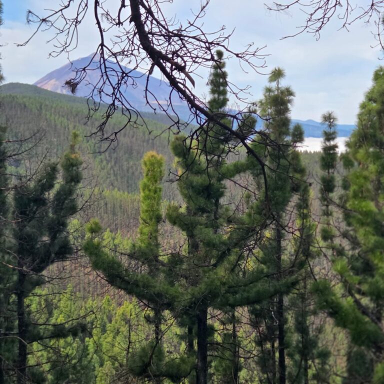 הצמחיה בטיידה מתעקשת לגדול עד גבהים של 2 קמ