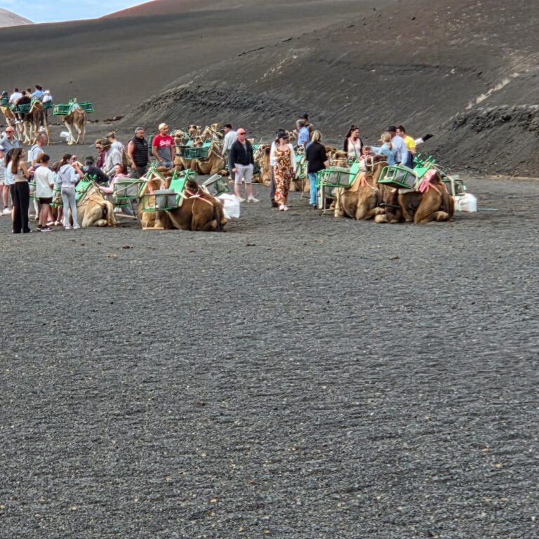 טיילי השמורה ממתינים בסבלנות למסע בנוף הירחי על גבי הגמלים