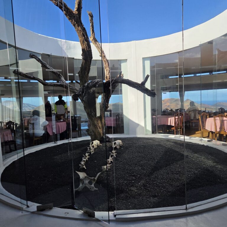 מה שנותר מגמל שדרך על אדמה וולקאנית