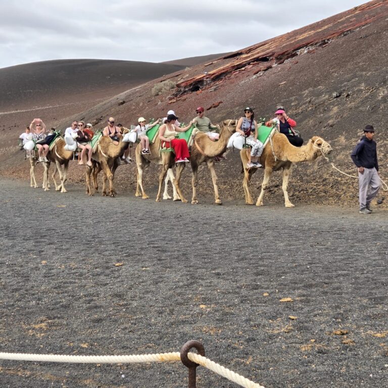 סיירת הגמלים יוצאת לטיול באי הוולקאני לנסרוט