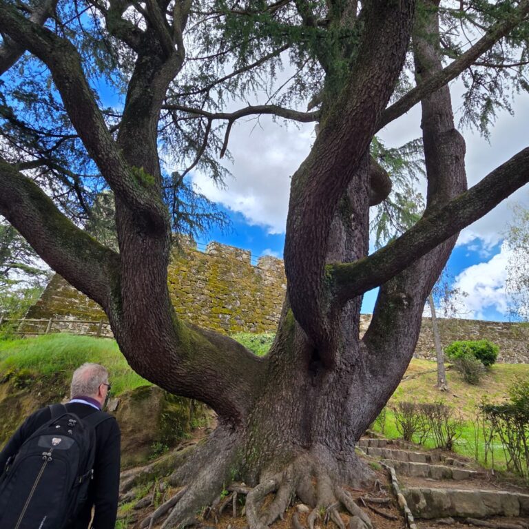 עץ בן מאות שנים במעלה המצודה שנבנתה להגן על באיונה